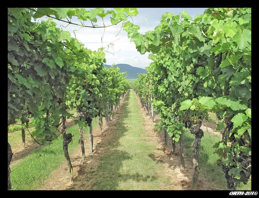 Gaestehaus Weingut Glas Neustadt an der Weinstraße Εξωτερικό φωτογραφία